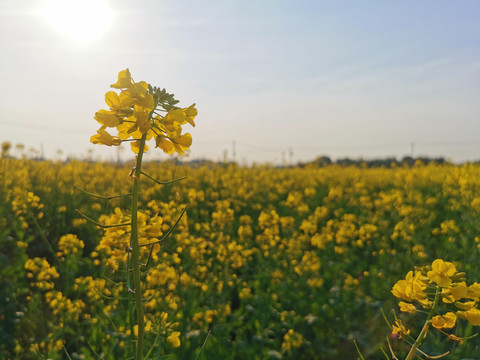 油菜花