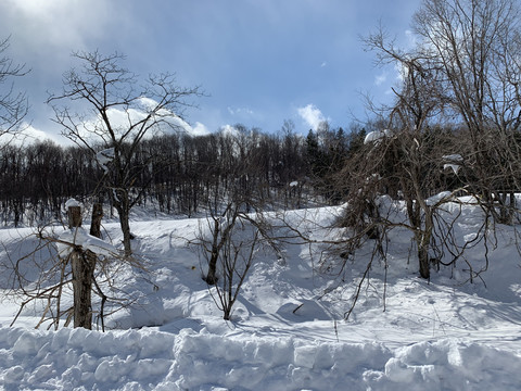 北海道雪景