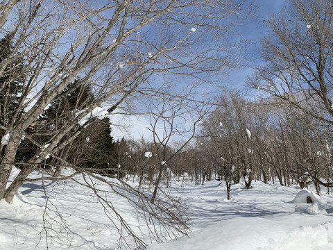 北海道雪景