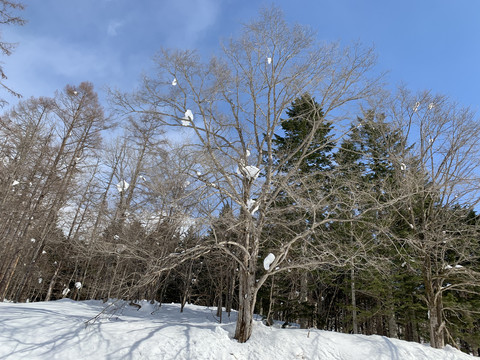 北海道雪景