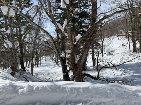 北海道雪景