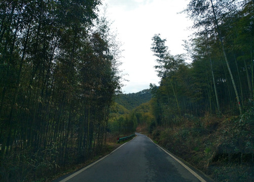 竹林深处道路