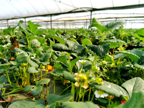 温室大棚草莓种植基地
