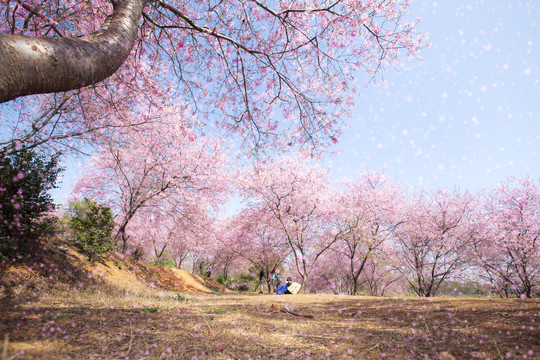 樱花梦园