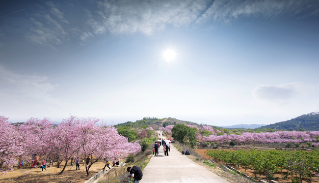 樱花梦园