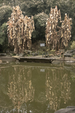 水塘