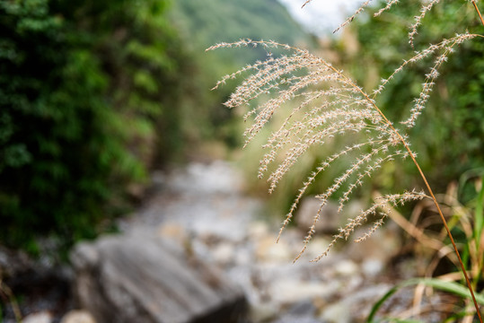 峡谷森林岩石自然风光