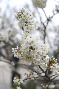 白色樱桃花