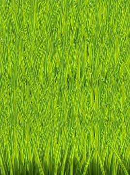 绿色草坪围挡