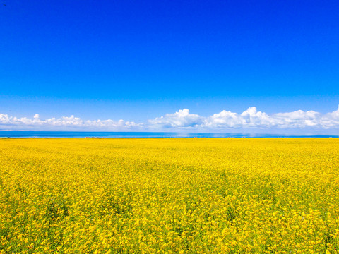 青海湖油菜花