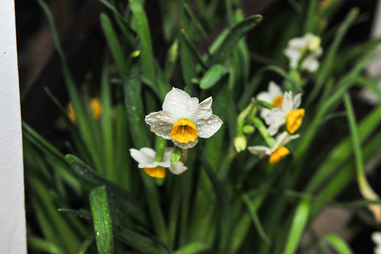 水仙花