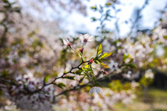 樱花