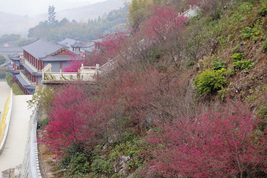 寺庙樱花