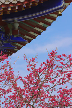 寺庙樱花