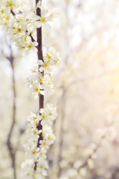 李子花