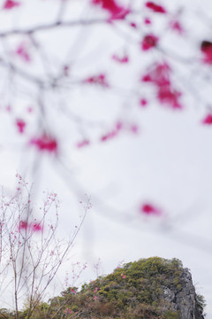 樱花和远山