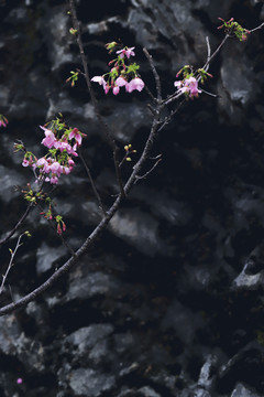 樱花雨