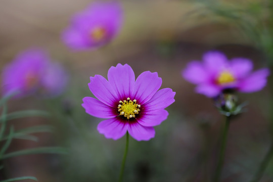 格桑花