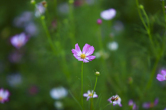 格桑花