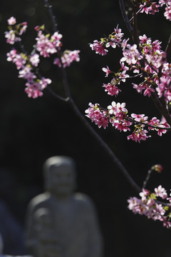 罗汉和樱花