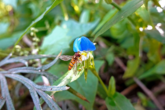 蜜蜂与蝴蝶兰