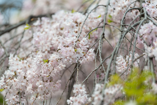 日本樱花