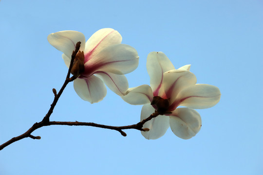 玉兰花