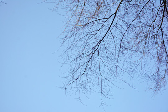 蓝天树枝