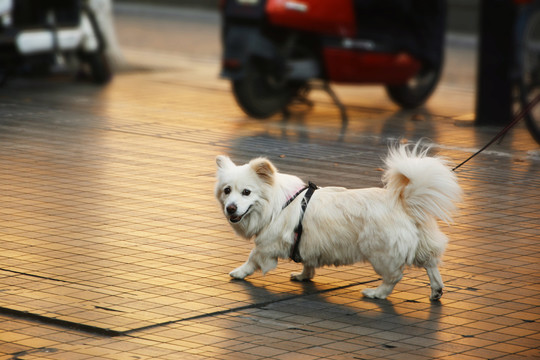 夕阳西下的狗狗