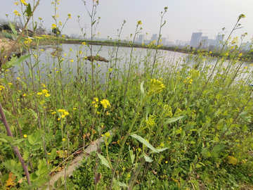 油菜花