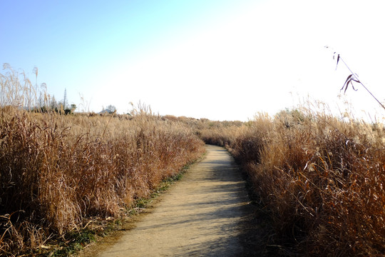 芦苇地乡间小路