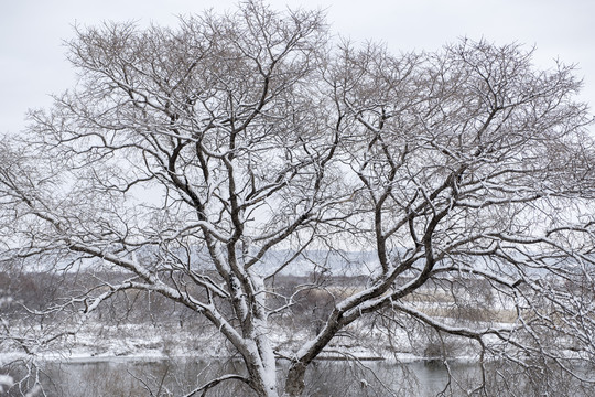 积雪覆盖的树枝