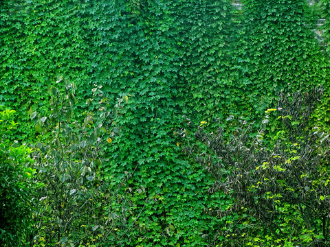 绿叶装饰外墙