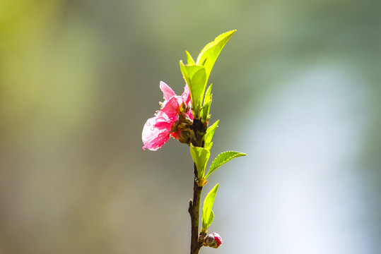 桃花