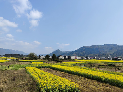 乡村振兴