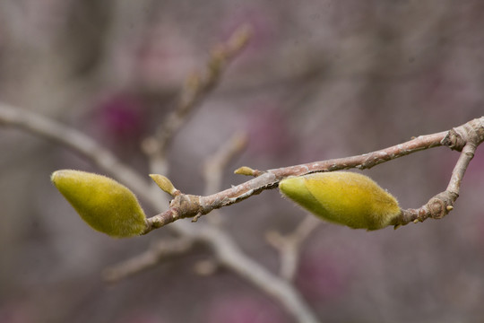 玉兰花苞