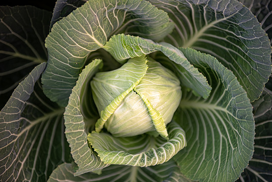 绿色圆白菜微距特写