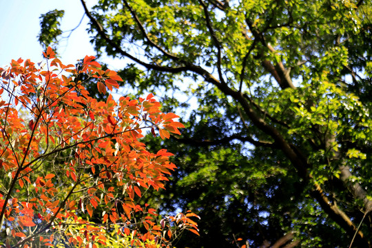 秋色红叶