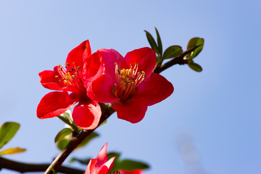 桃花樱花海棠花