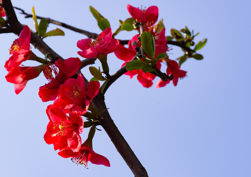 桃花樱花海棠花