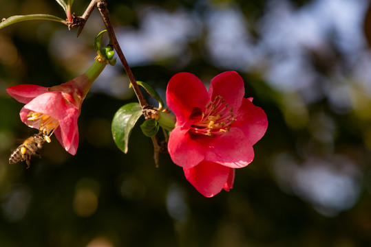 桃花樱花海棠花