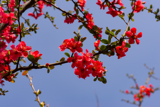 桃花海棠花