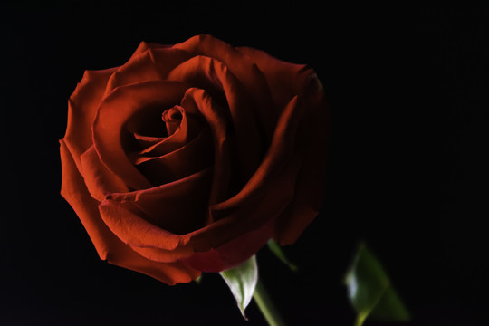 黑底玫瑰花