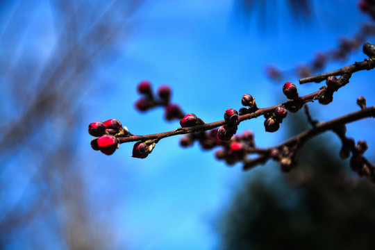 碧桃花苞