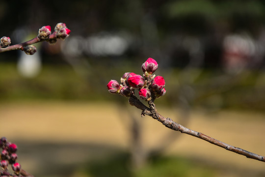 碧桃花苞