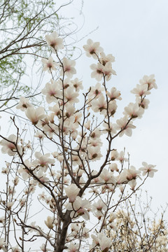 玉兰花