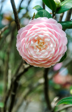 茶花