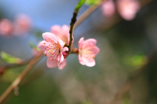 桃花