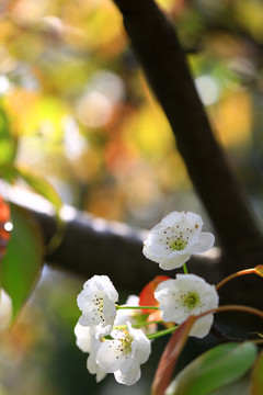 梨花