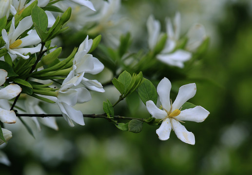 山桅子花